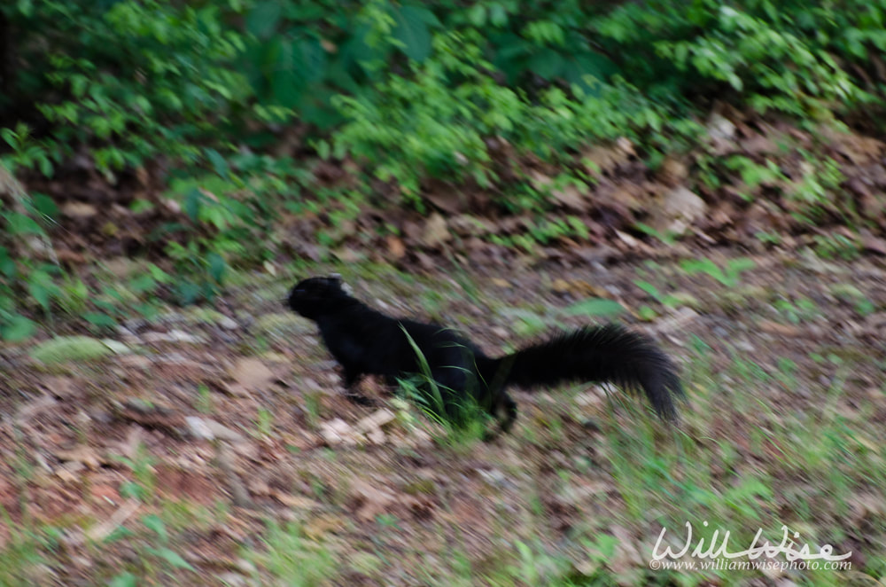 Black Squirrel Picture