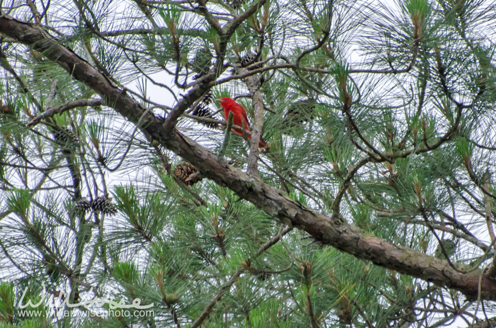 Summer Tanager Picture