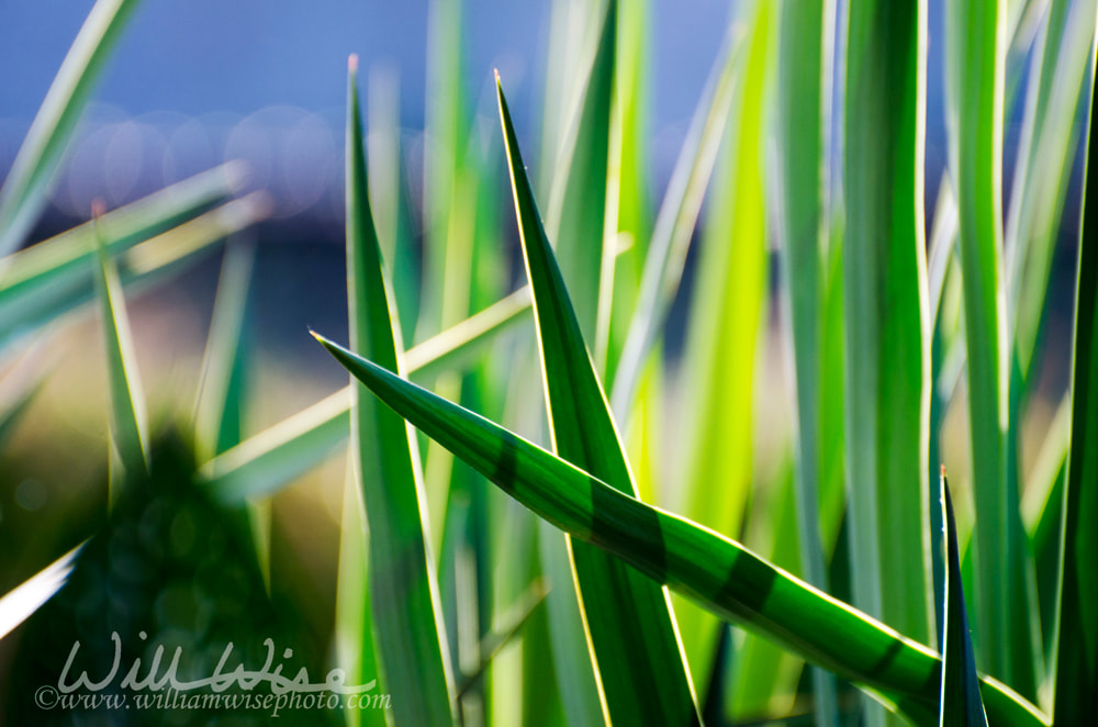 Botanical Garden Green Yucca Picture