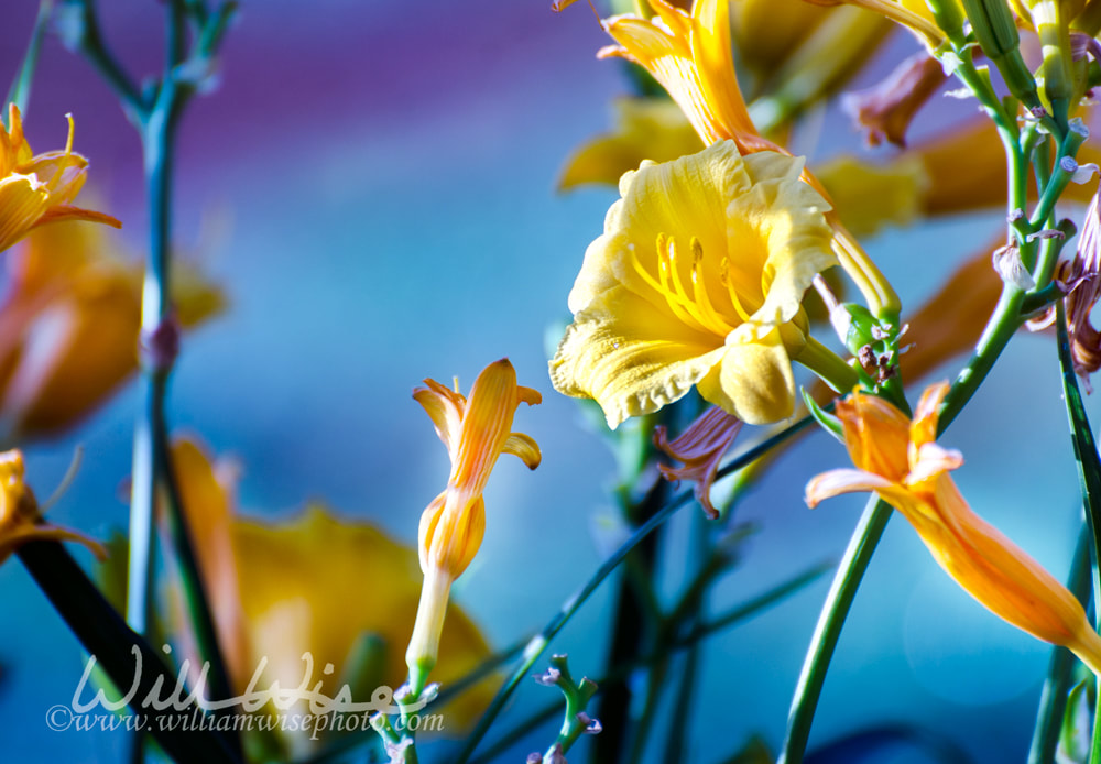 Backyard garden yellow day lily flowers with blue background. Athens, Georgia Picture