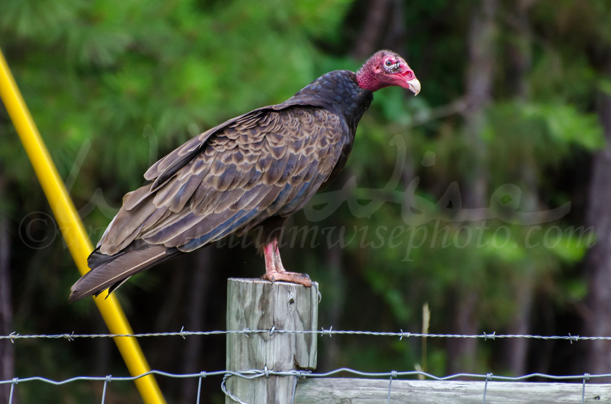 Turkey Vulture on Barbed Wire Picture