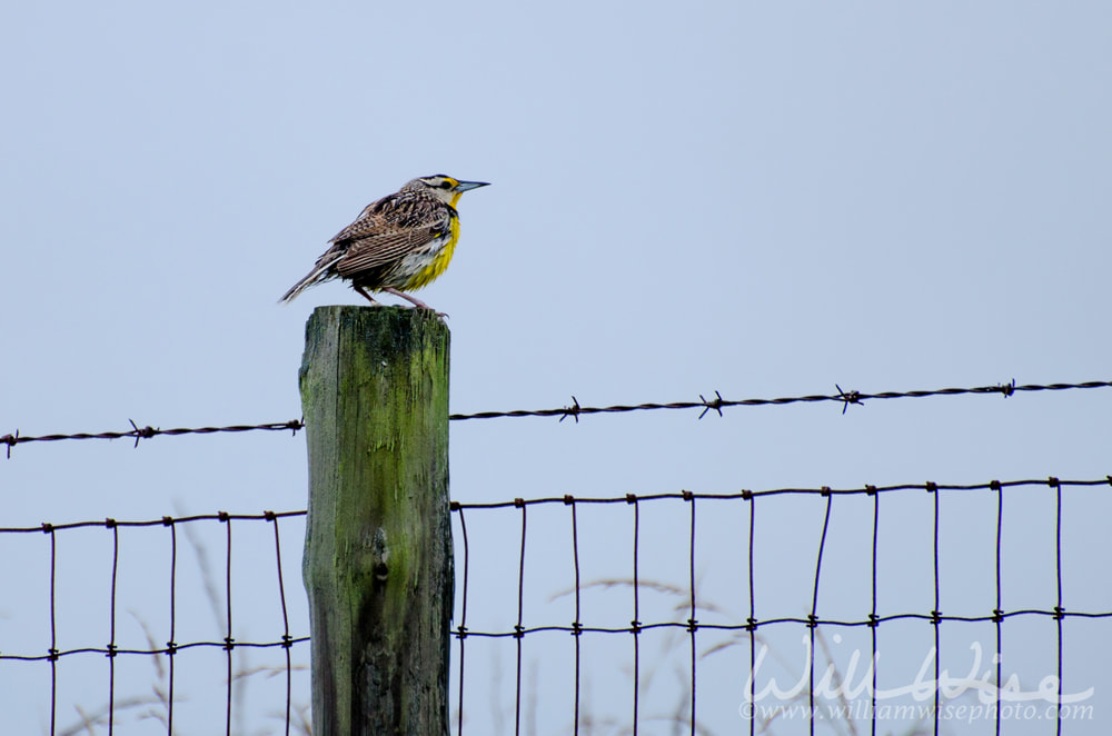 Eastern Meadowlark Picture