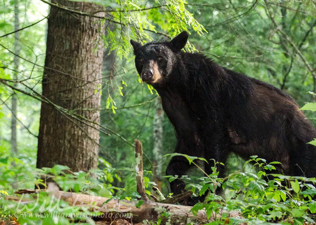 Black Bear in Cades Cove GSMNP Picture