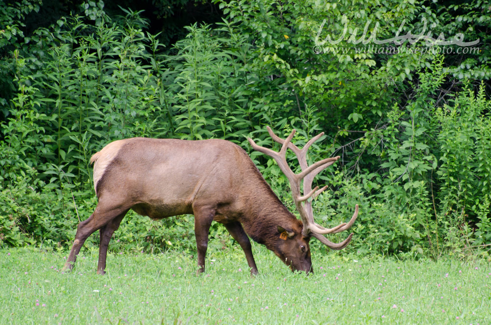 Velvet Elk Buck in Cades Cove GSMNP Picture