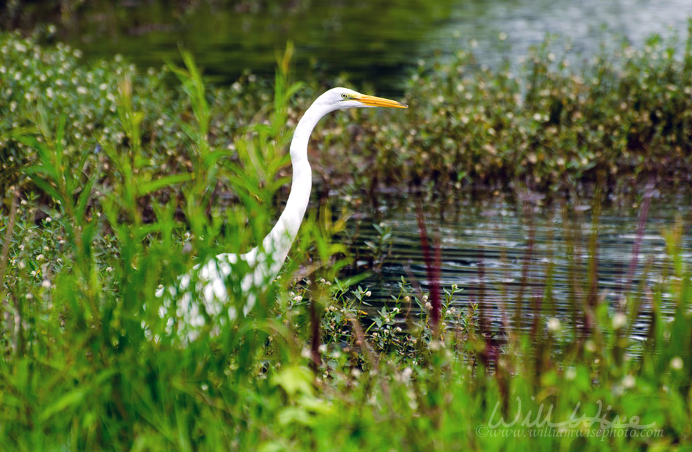 Great Egret Fishing Picture