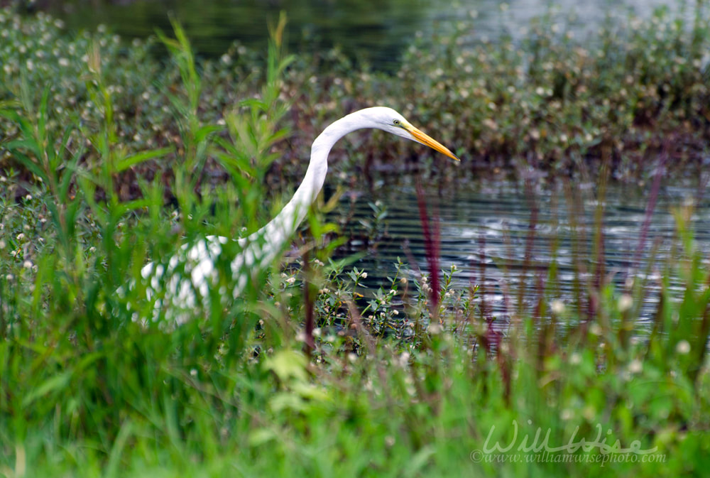 Great Egret Fishing Picture