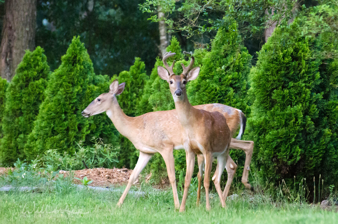 Neighborhood White-tailed Deer eating landscaped vegetation Picture