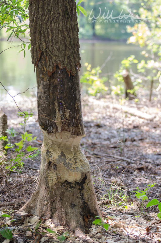 Beaver Chewed Tree Picture