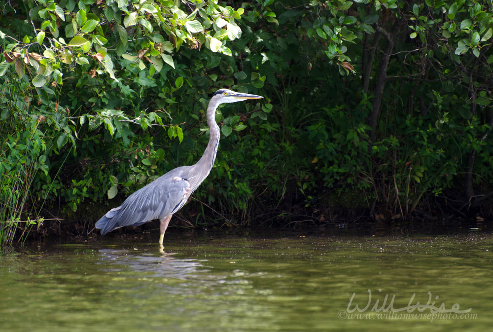 Great Blue Heron wading bird Picture