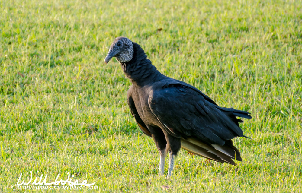 Black Vulture at Dawn in Walton County Georgia Picture