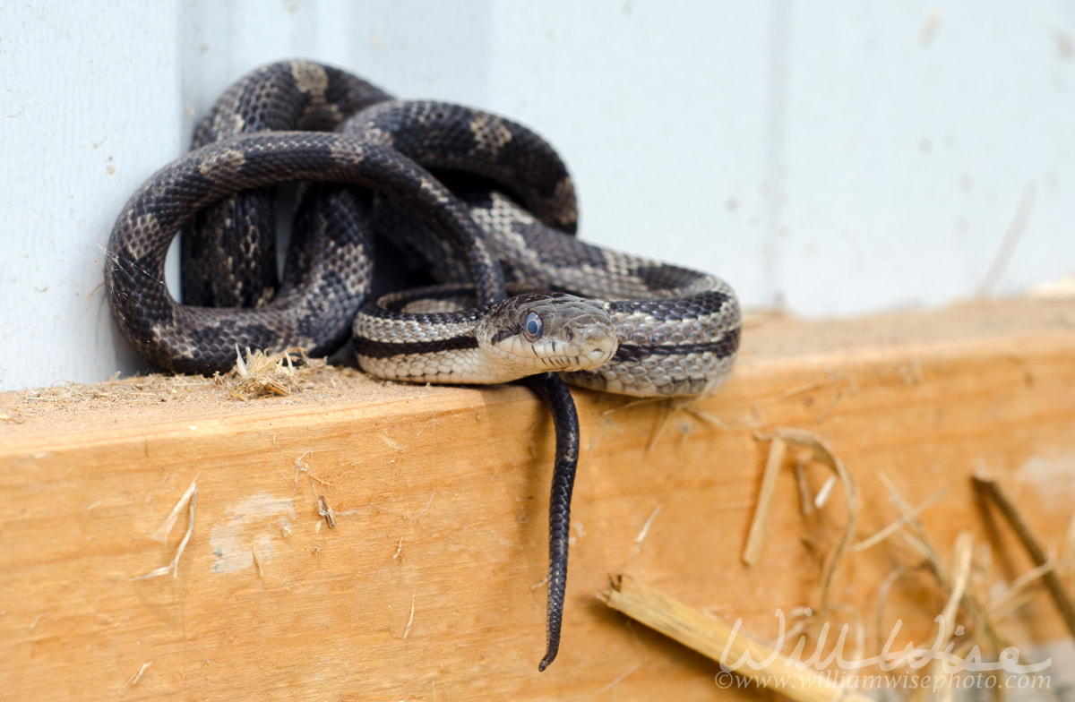 Baby Ratsnake Picture