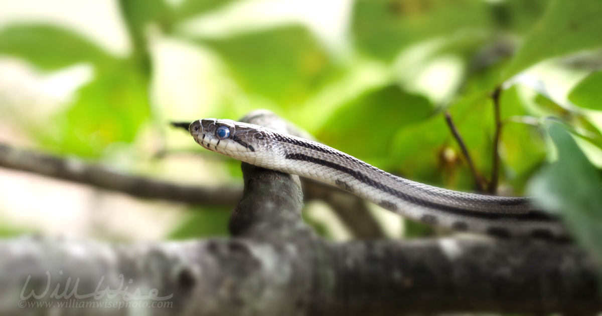 Baby Black Ratsnake on Limb Picture