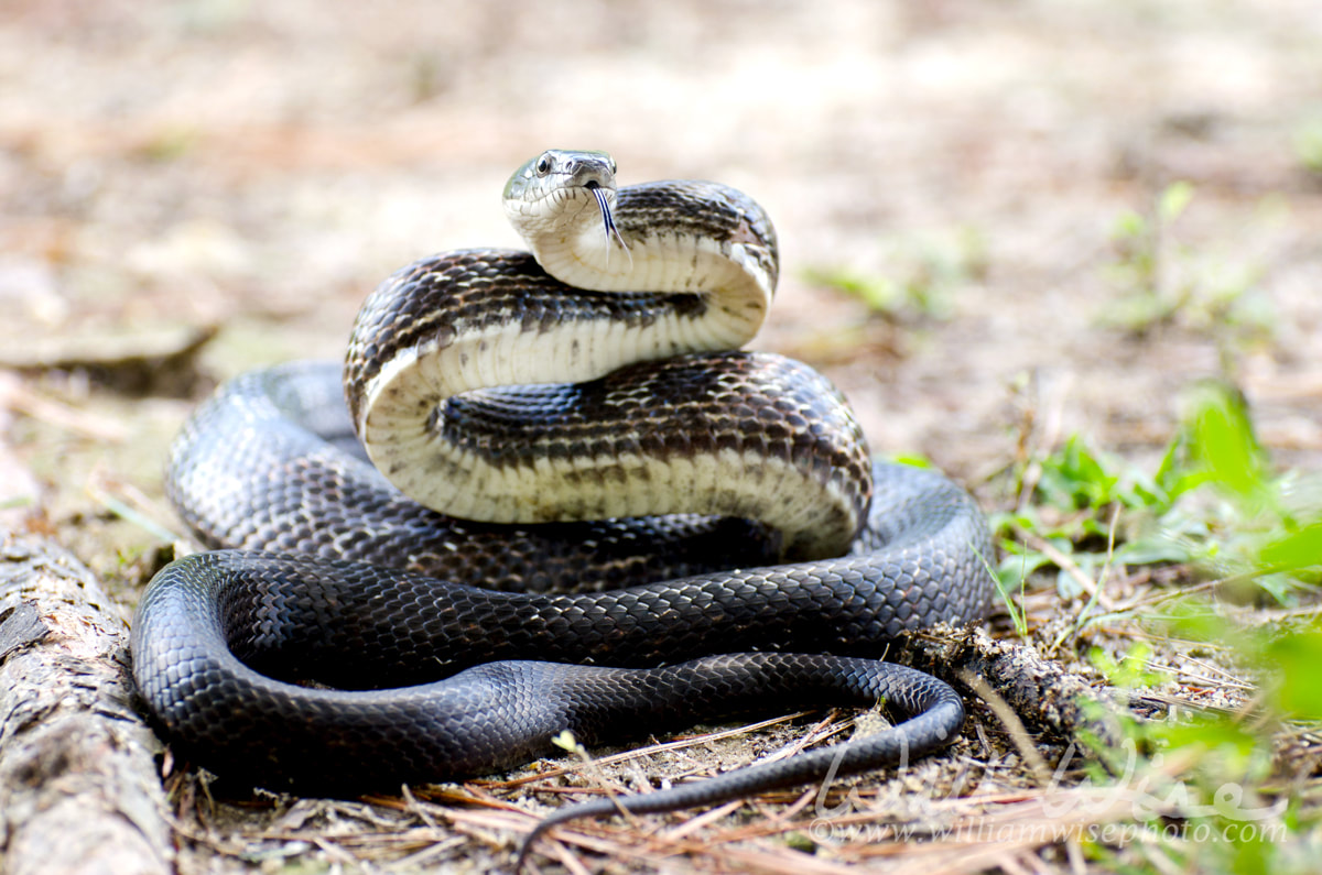 Coiled Black Ratsnake ready to strike Picture