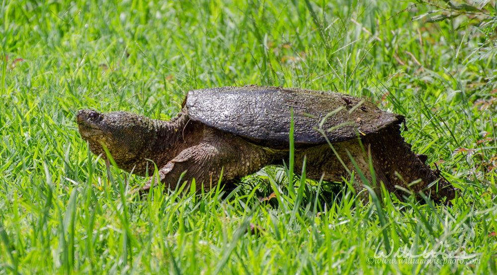 Large Common Snapping Turtle Picture