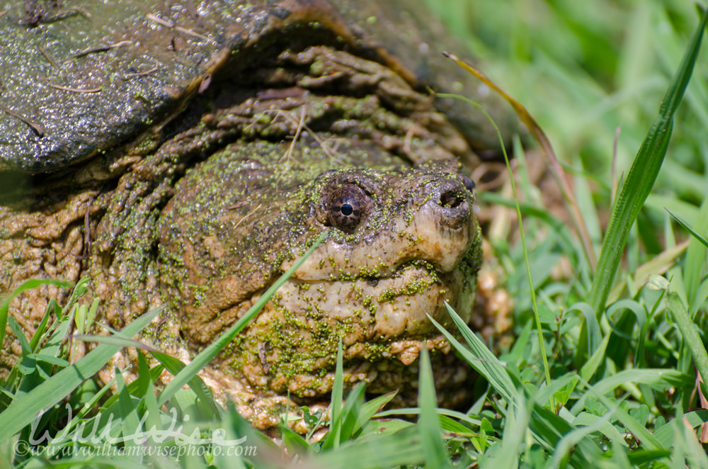 Large Common Snapping Turtle Picture