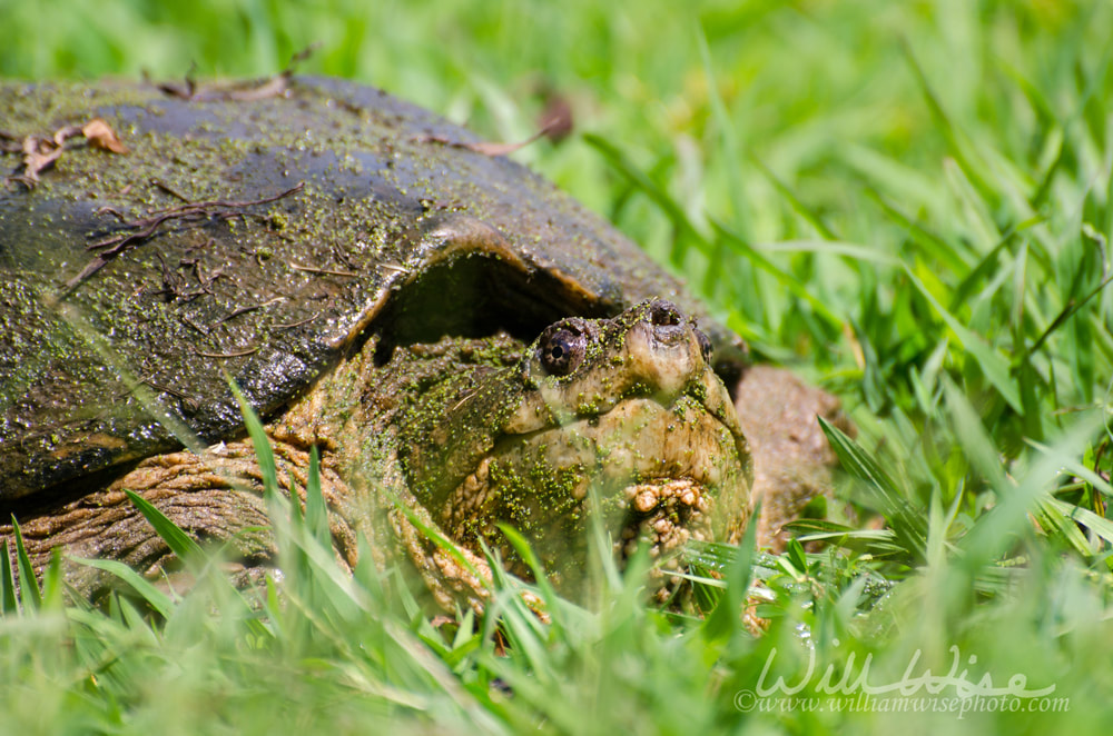 Giant Common Snapping Turtle Chelydra serpentina in Walton County Georgia Picture