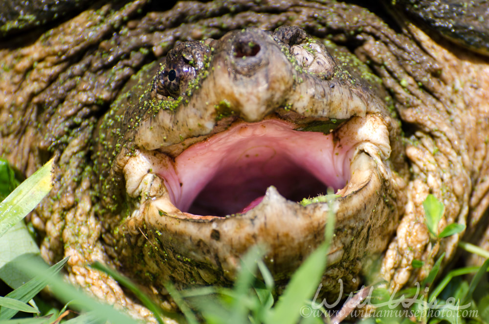 Giant Common Snapping Turtle Chelydra serpentina in Walton County Georgia Picture