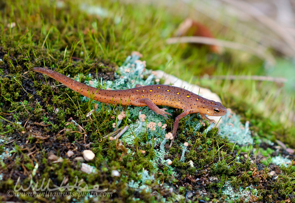 Red Eastern Newt salamander on green moss, Athens, Georgia Picture