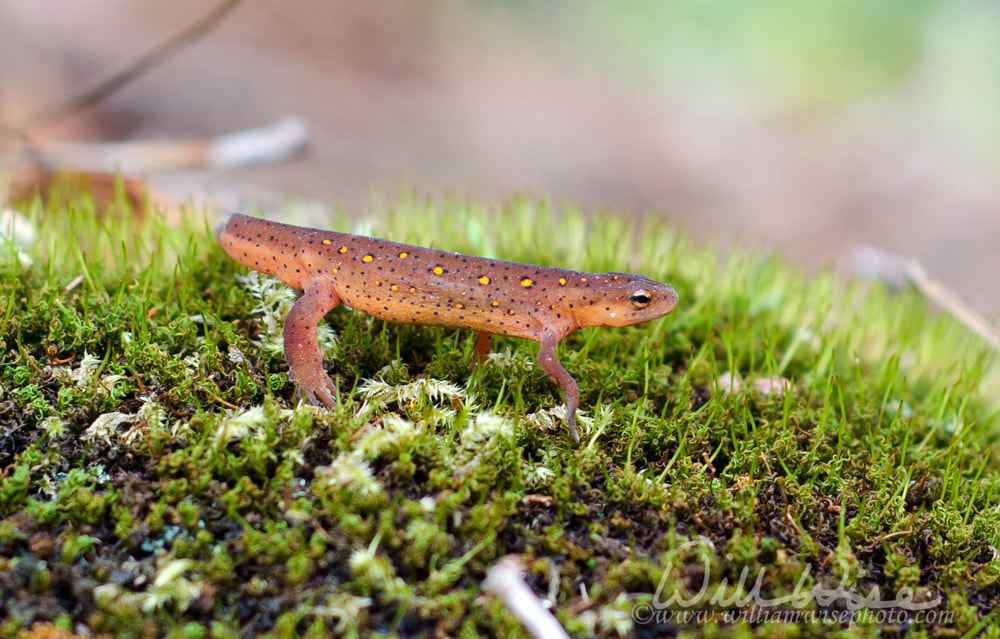 Eastern Newt Salamander Picture