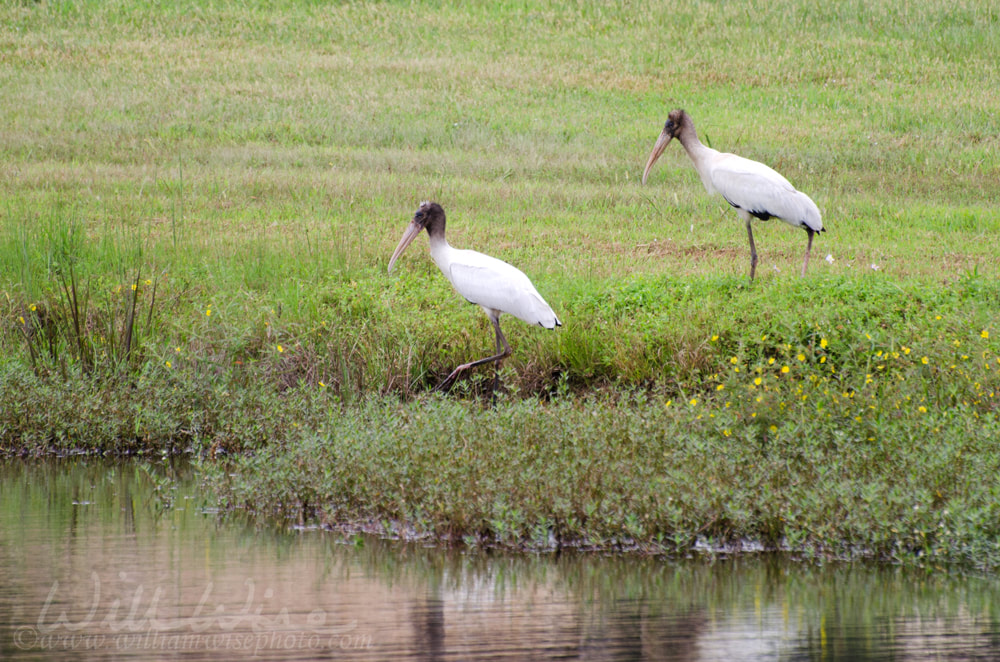 Juvenile Wood Storks in pond Walton County Georgia Picture