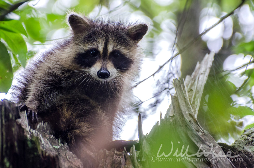 Juvenile Raccon in a Tree Picture
