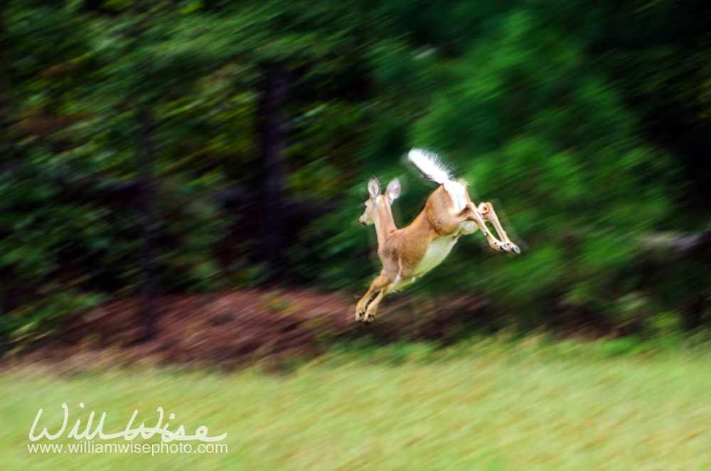 Leaping Whitetailed Deer Picture