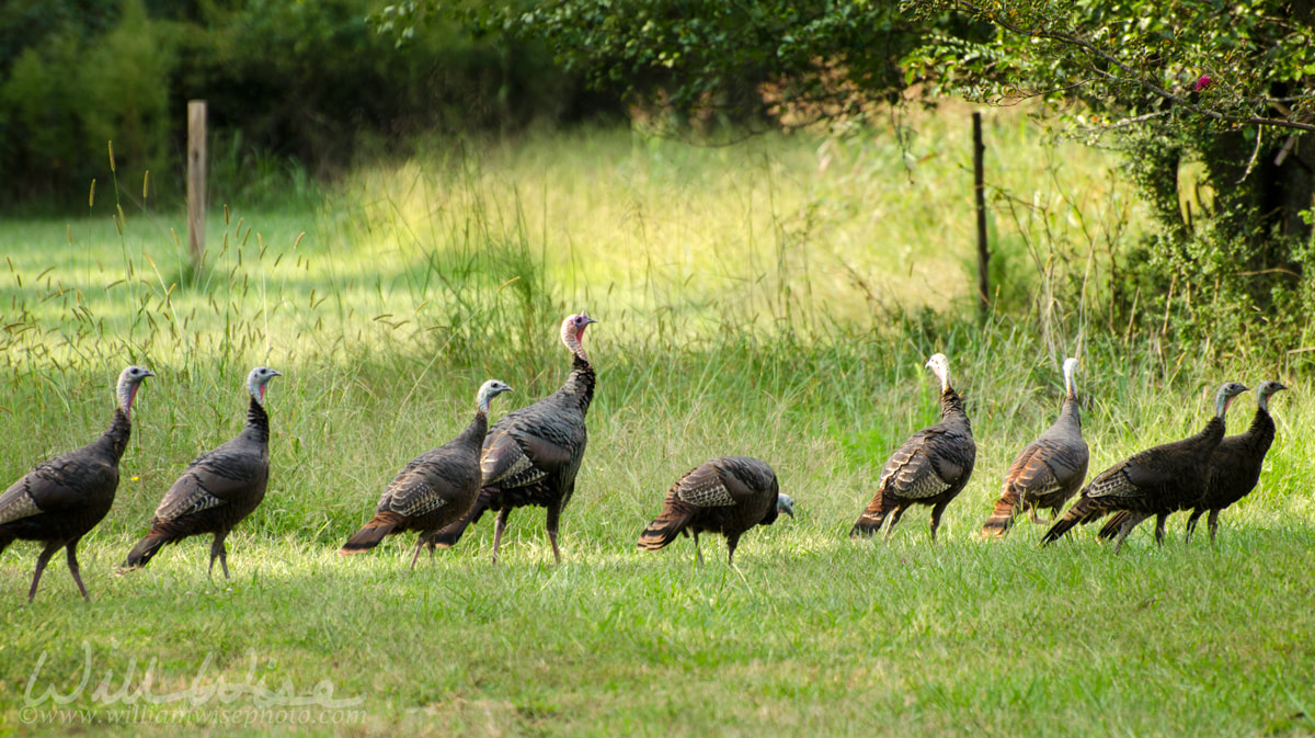 Rafter of Wild Turkey in Oconee County Georgia Picture