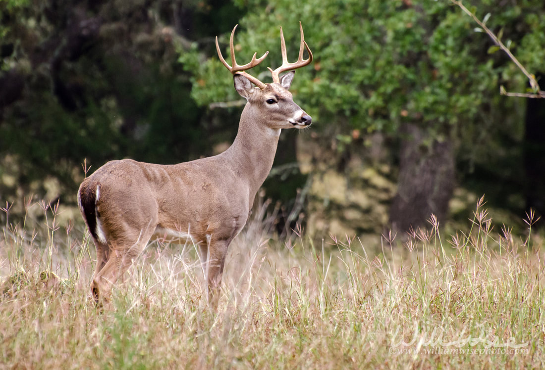 Whitetailed Deer Buck Picture