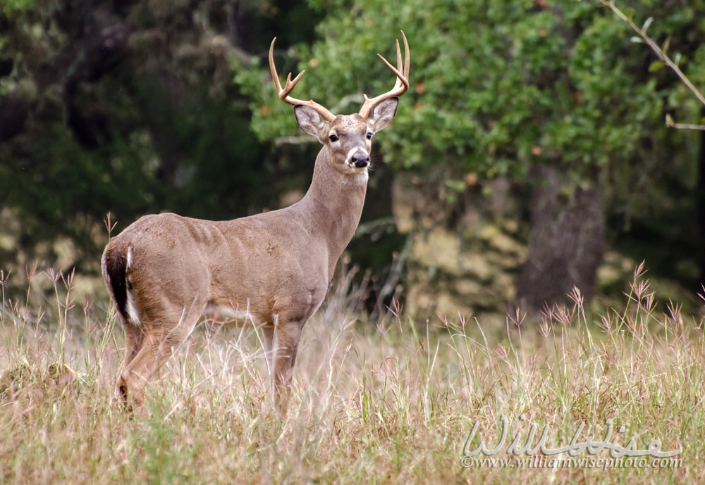 Whitetailed Deer Buck Picture