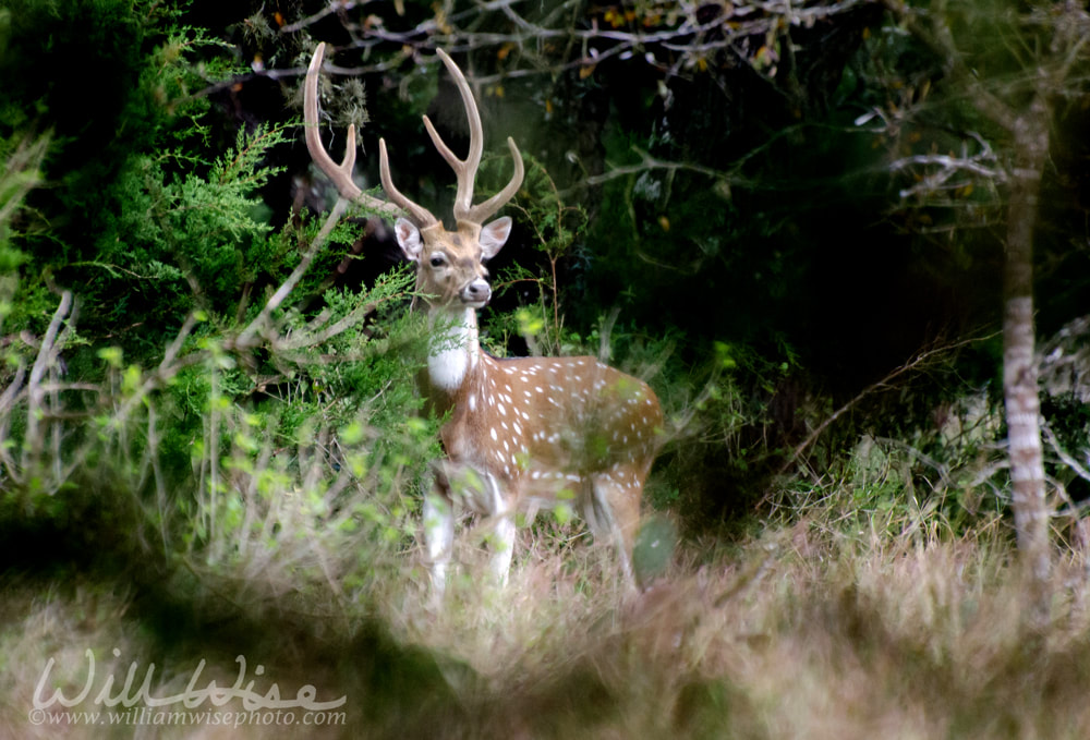 Axis Deer Chital Picture