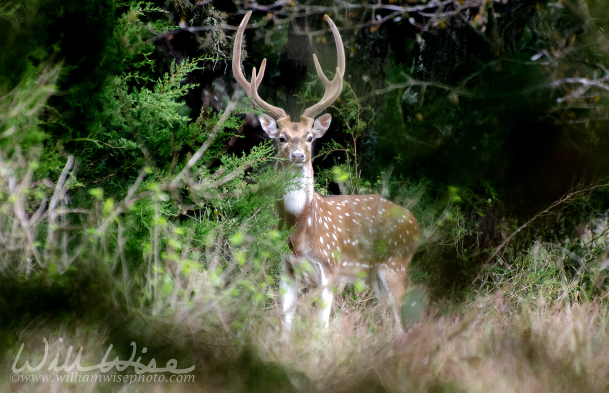 Axis Deer Chital Picture