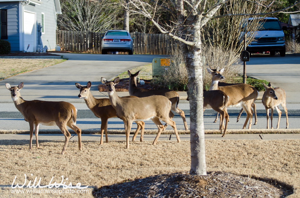 Deer herd in neighborhood Picture