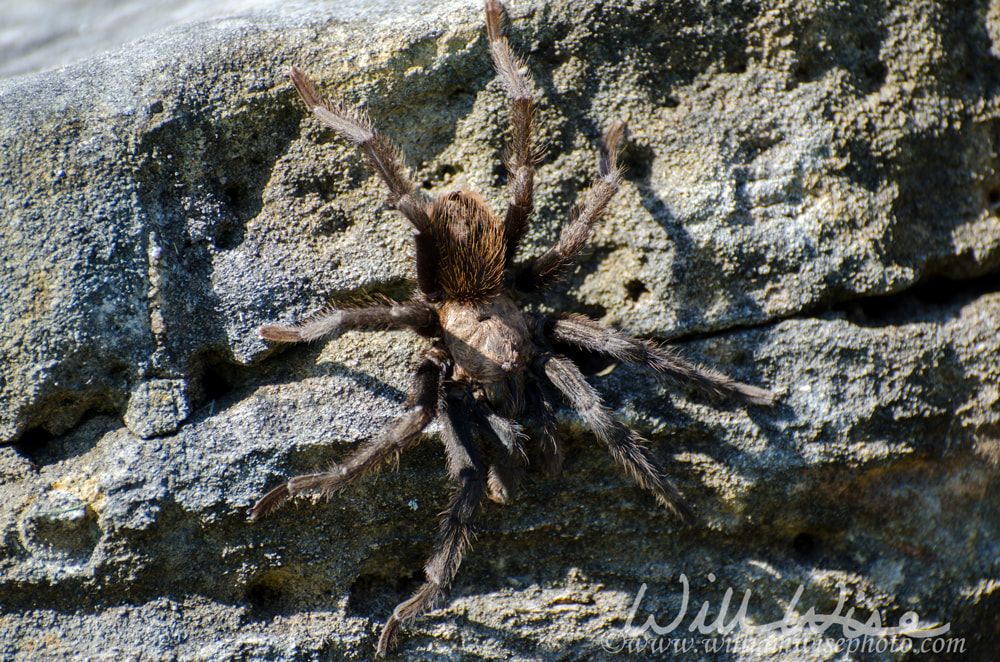 Texas Brown Tarantula Picture