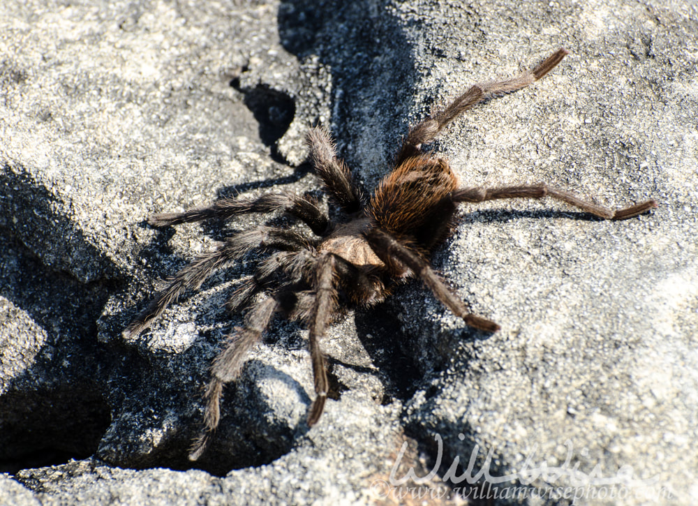 Texas Brown Tarantula Picture