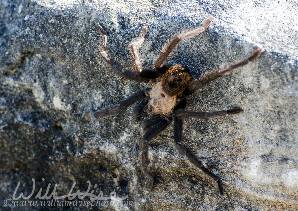 Texas Brown Tarantula Picture