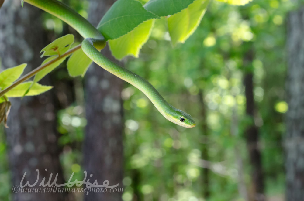Rough Green Snake hanging from a tree like a vine Picture