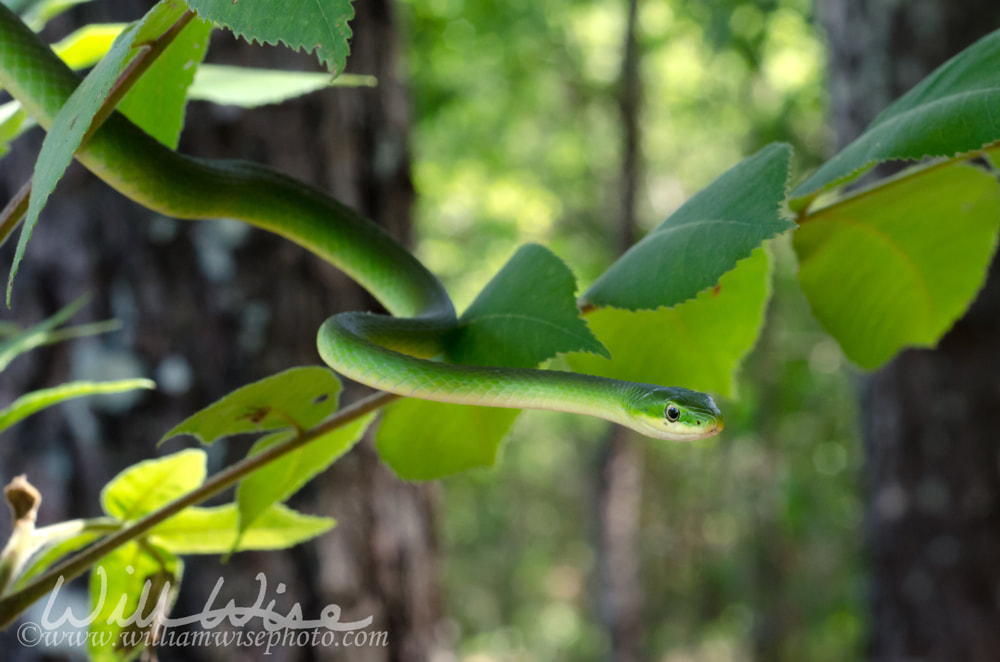 Rough Green Snake Opheodrys aestivus Walton County Georgia Colubrid Grass Snake Picture