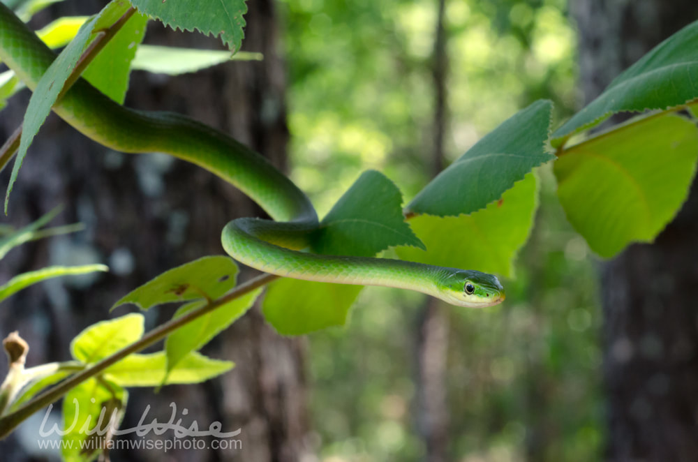 Rough Green Snake Picture