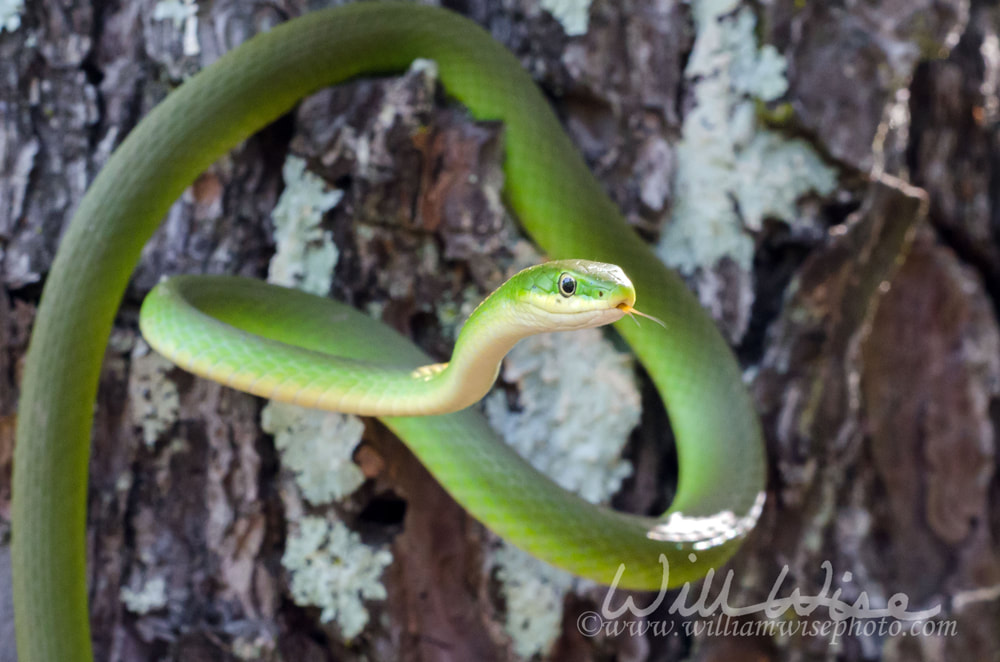 Rough Green Snake Opheodrys aestivus Walton County Georgia Colubrid Grass Snake Picture