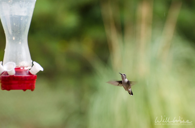 Ruby throated hummingbird at feeder Picture