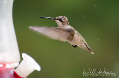 Ruby throated hummingbird at feeder Picture