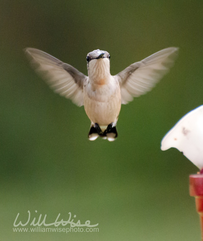 Ruby throated hummingbird at feeder Picture