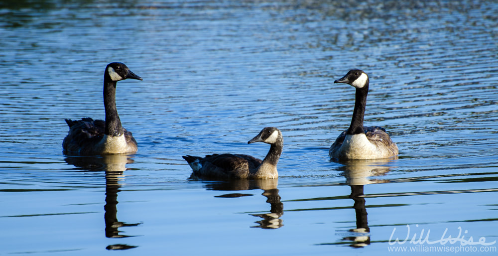 Canada Goose and Gosling on Blue Water Pond Picture