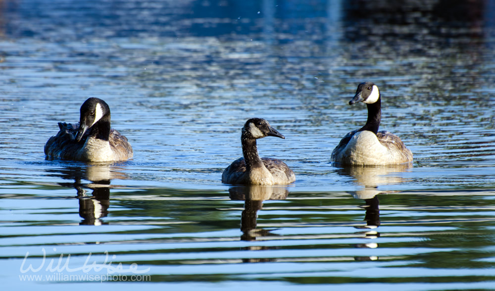 Canada Goose gander and hen Picture