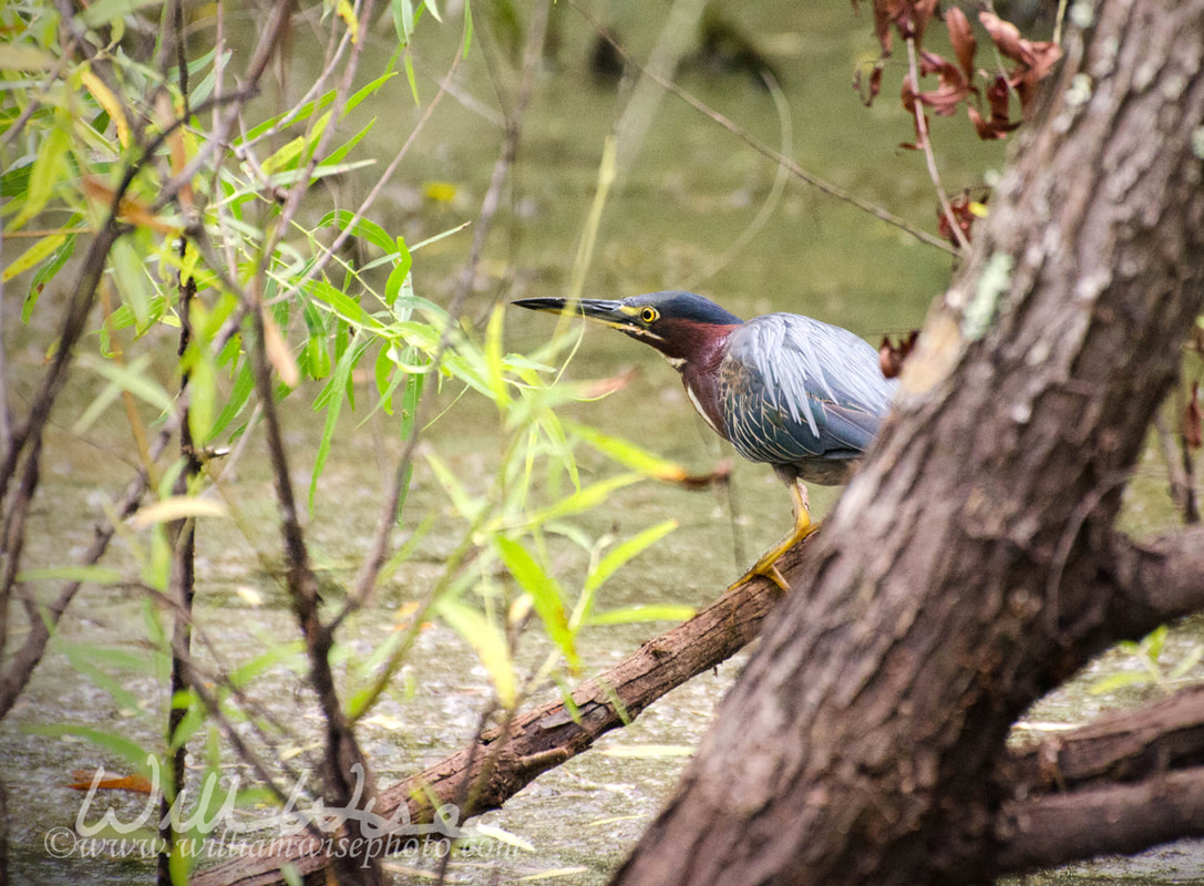 Green Heron fishing over duckweed bog in Walton County Georgia Picture