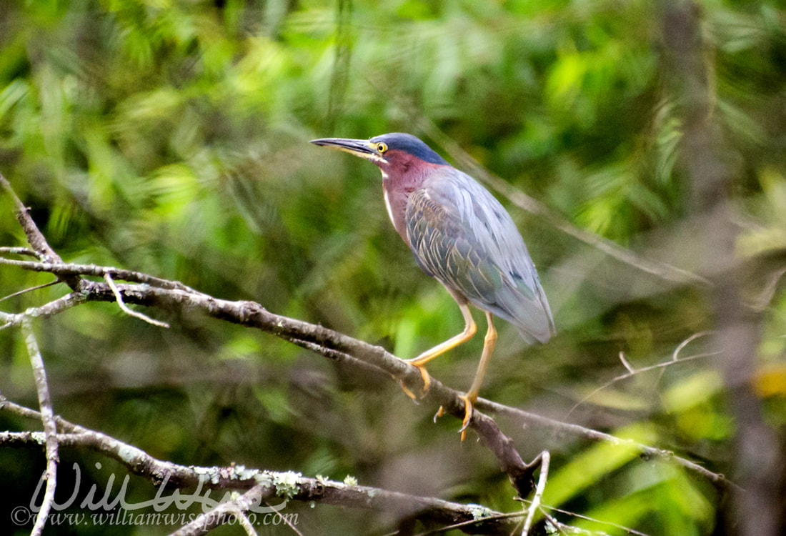 Green Heron roosting in tree in Walton County Georgia Picture