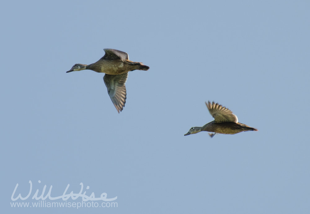 Wood Duck Picture