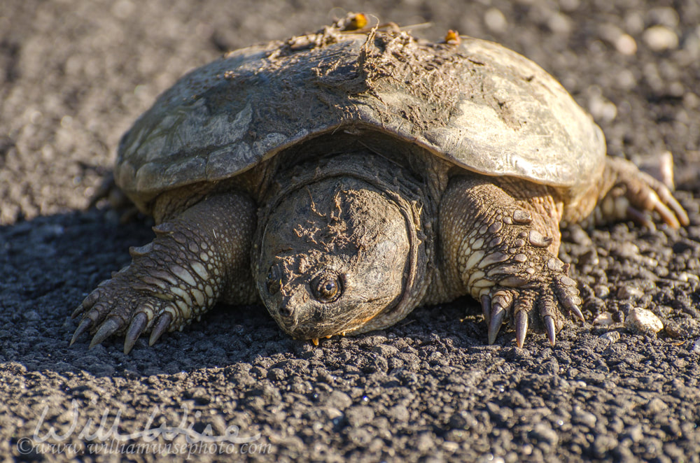 Large Common Snapping Turtle Picture