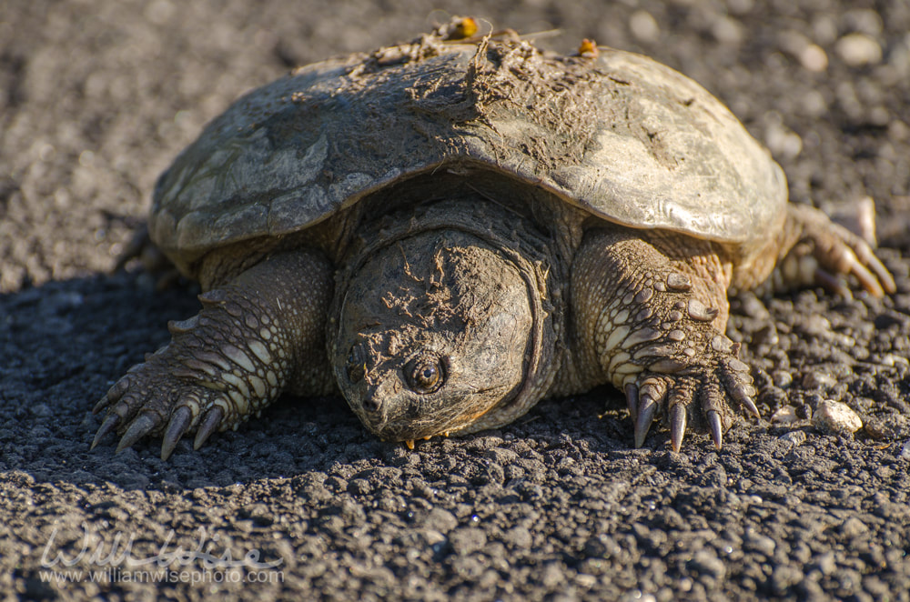 Snapping Turtle Picture