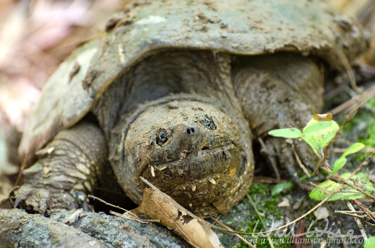 Common Snapping Turtle Picture